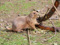 Prairie dog gnawing bark closeup