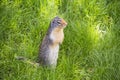 Prairie Dog on Grass Royalty Free Stock Photo