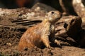 A prairie dog on guard.