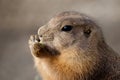 A prairie-dog having a snack Royalty Free Stock Photo