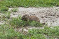 Prairie Dog at Theodore Roosevelt National Park in North Dakota