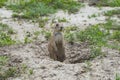 Prairie Dog at Theodore Roosevelt National Park in North Dakota