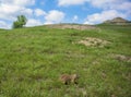 Prairie Dog at Theodore Roosevelt National Park in North Dakota