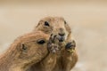 Prairie Dog holds back another from eating snack - back off Royalty Free Stock Photo