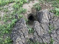 Prairie dog hole Royalty Free Stock Photo