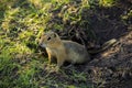 Prairie Dog in hole Royalty Free Stock Photo