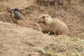 Prairie dog and house sparrow Royalty Free Stock Photo