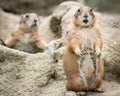 Prairie Dog III Royalty Free Stock Photo