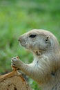 Prairie Dog and its Cinnamon Bread