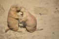 Prairie Dogs Royalty Free Stock Photo