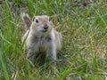 A Prairie dog laying down during spring. Prairie dogs are herbivorous burrowing ground squirrels native to the grasslands of North