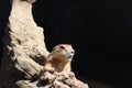 Prairie dog Royalty Free Stock Photo