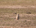 Single prairie dogs at home in Theodore Roosevelt National Park Royalty Free Stock Photo
