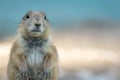 Prairie Dog looking straight ahead on soft blue background Royalty Free Stock Photo