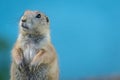 Prairie Dog looking up and left on soft blue background Royalty Free Stock Photo