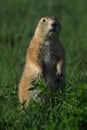 Prairie dog lookout Royalty Free Stock Photo