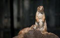 Prairie Dog Lookout Royalty Free Stock Photo
