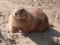 Prairie dog lying on the sand Royalty Free Stock Photo