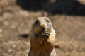 Prairie dog / marmot Royalty Free Stock Photo