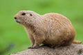 Prairie dog. Marmot rodent in close up isolated against plain gr Royalty Free Stock Photo