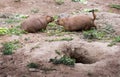 Prairie dog meet and greet Royalty Free Stock Photo