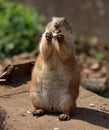 North American Prairie Dog Cynomys Royalty Free Stock Photo