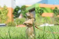 Prairie dog in the park Royalty Free Stock Photo