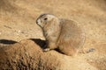 Prairie Dog