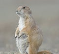 Prairie dog portrait close up Royalty Free Stock Photo