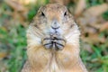 Prairie Dog Portrait