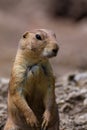 Prairie dog portrait in Salzburg zoo Royalty Free Stock Photo