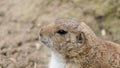 Prairie dog portrait Royalty Free Stock Photo