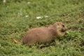 Prairie Dog Pulling Up Weeds and Eating Them