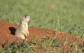 Prairie dog on red dirt with grass