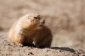 Prairie dog