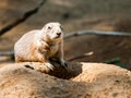 Prairie dog rodent on a dry dusty ground. USA, North America Royalty Free Stock Photo