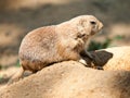 Prairie dog rodent on a dry dusty ground. USA, North America Royalty Free Stock Photo