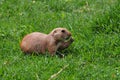 Prairie dog rodent eating grass