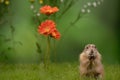 Prairie dog rodent with flowers on a green background Royalty Free Stock Photo