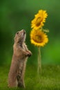 Prairie dog rodent with flowers on a green background Royalty Free Stock Photo