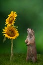Prairie dog rodent with flowers on a green background Royalty Free Stock Photo