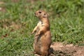 Prairie Dog of the Sand hills of Nebraska