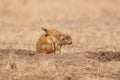 Prairie Dog Scratching Royalty Free Stock Photo