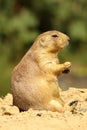 Prairie dog sitting