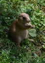 Black Tailed Prairie Dog Sitting up on His Back Legs Royalty Free Stock Photo