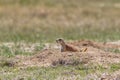 Prairie Dog sitting at burrow