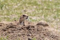 Prairie Dog sitting at burrow