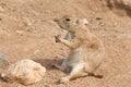 Prairie Dog sitting in dirt eating