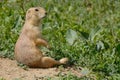 Prairie dog sitting down