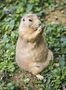 Prairie dog sitting and eating